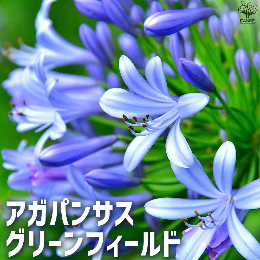 アガパンサス グリーンフィールド 【花苗 5号鉢】｜ 【植物の