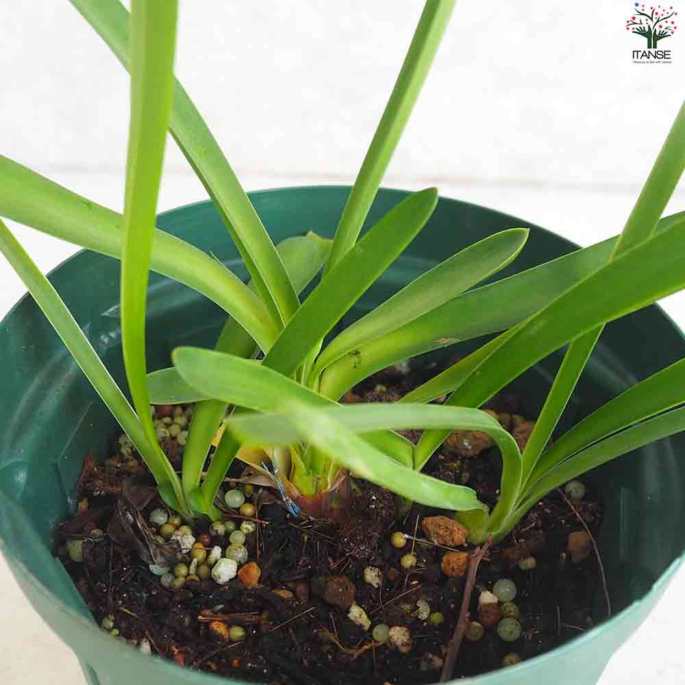 アテモヤ　鉢植え　花芽あり アテモヤ 鉢植え 花芽あり