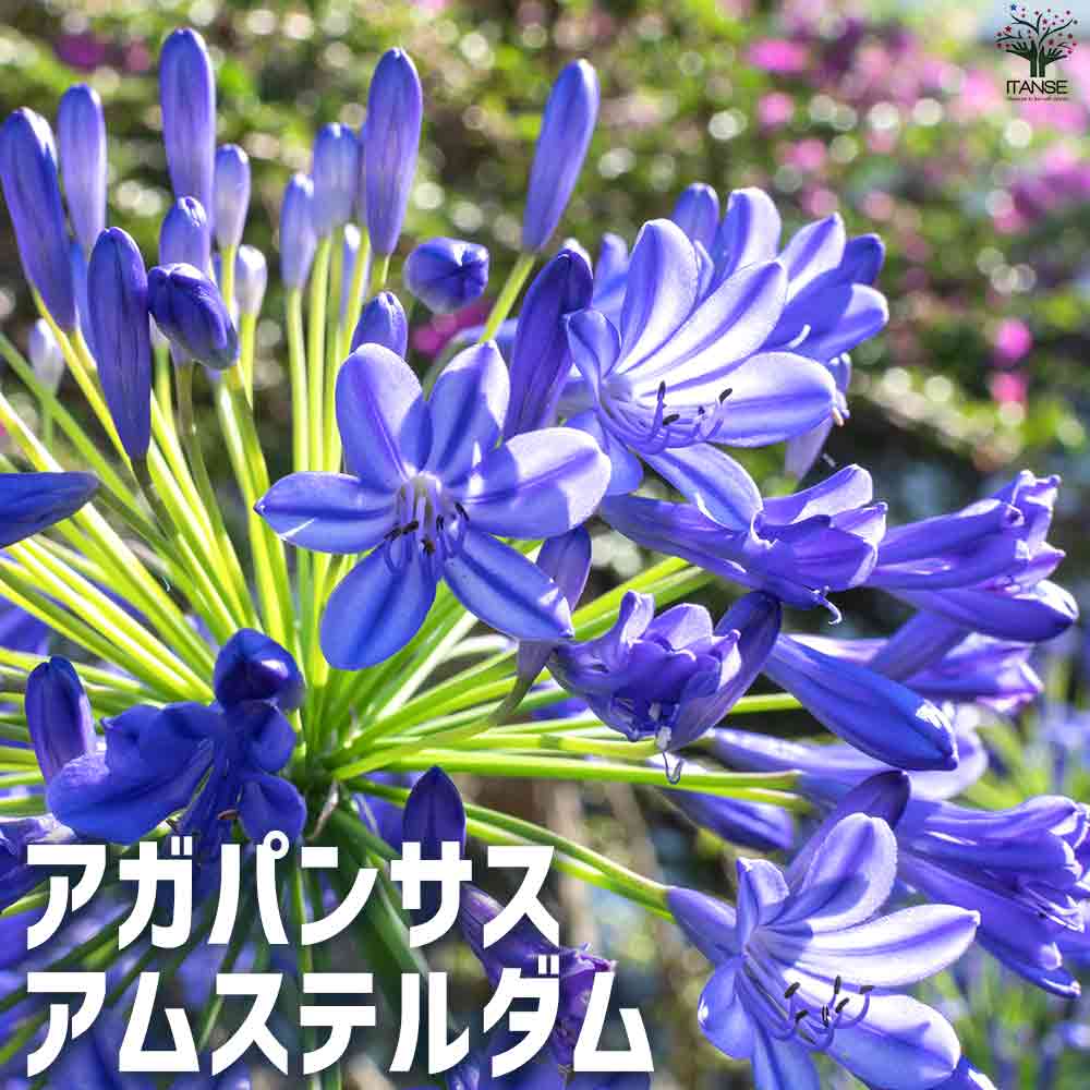 アガパンサス アムステルダム 【花苗 5号鉢】｜ 【植物のITANSE