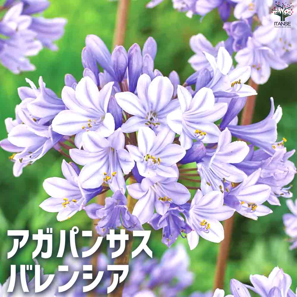 アガパンサス バレンシア 【花苗 5号鉢】｜ 【植物のITANSE