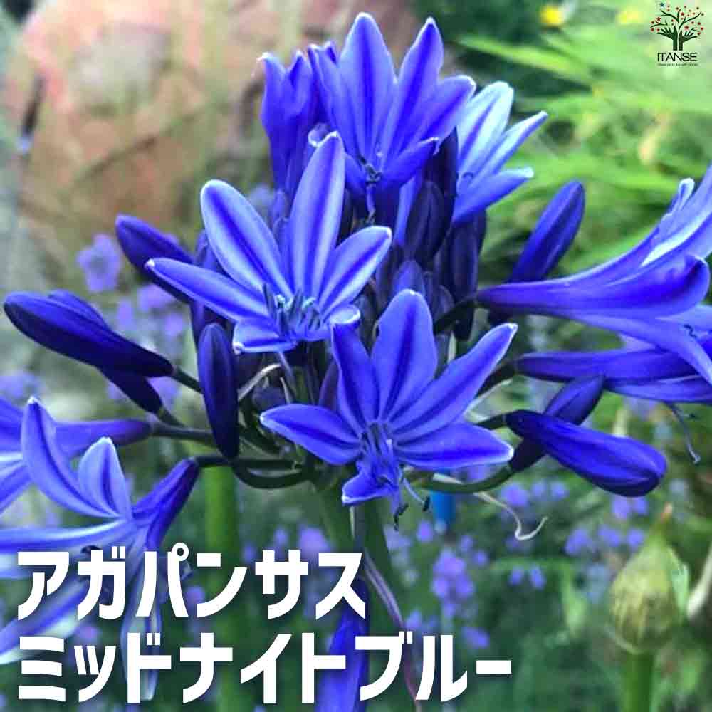 アガパンサス ミッドナイトブルー 【花苗 5号鉢】｜ 【植物の