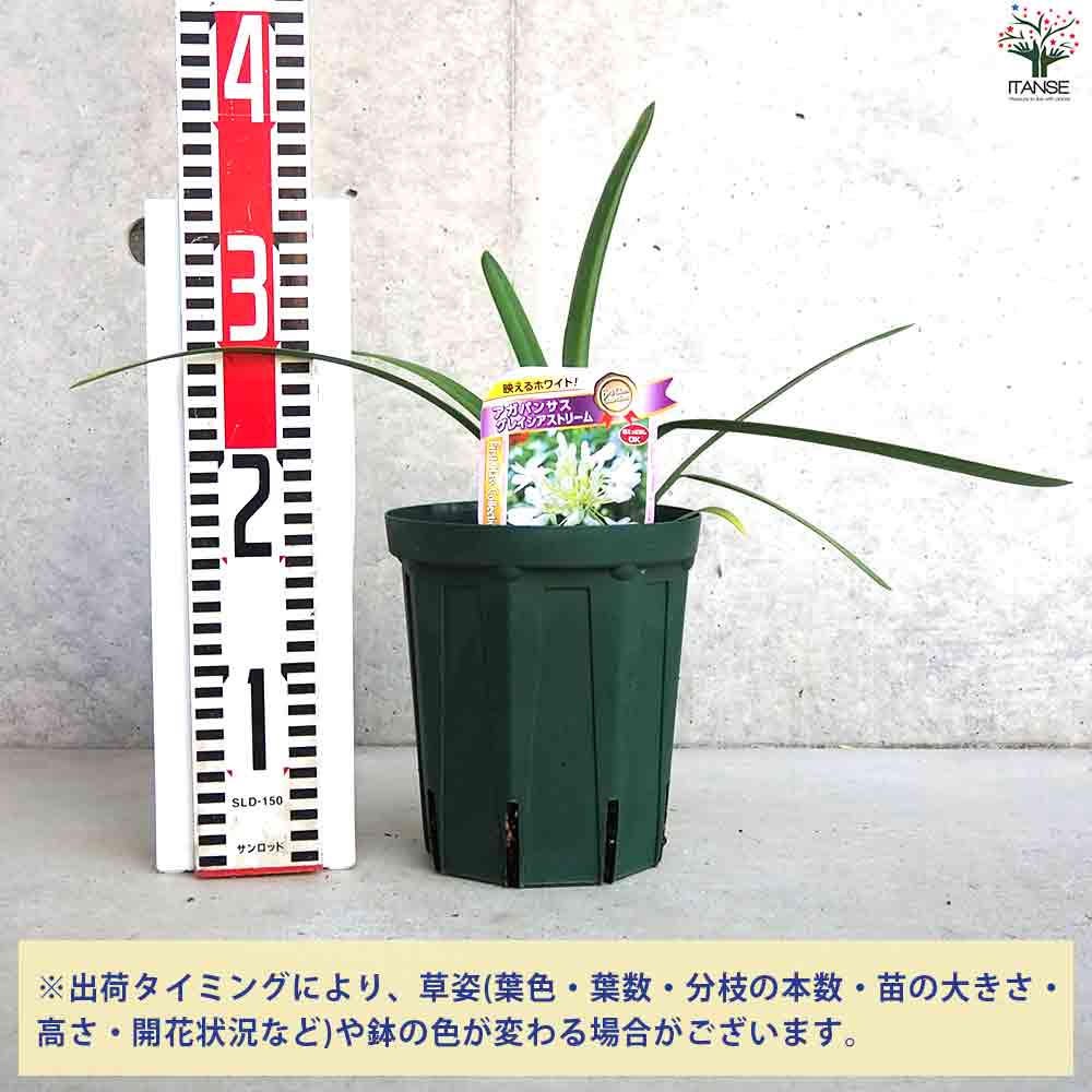 アガパンサス グレイシアストリーム 【花苗 5号鉢】｜ 【植物の