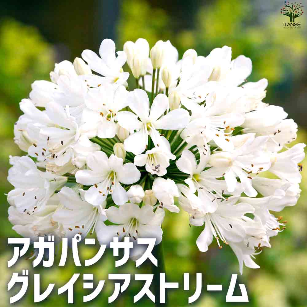 アガパンサス グレイシアストリーム 【花苗 5号鉢】｜ 【植物の