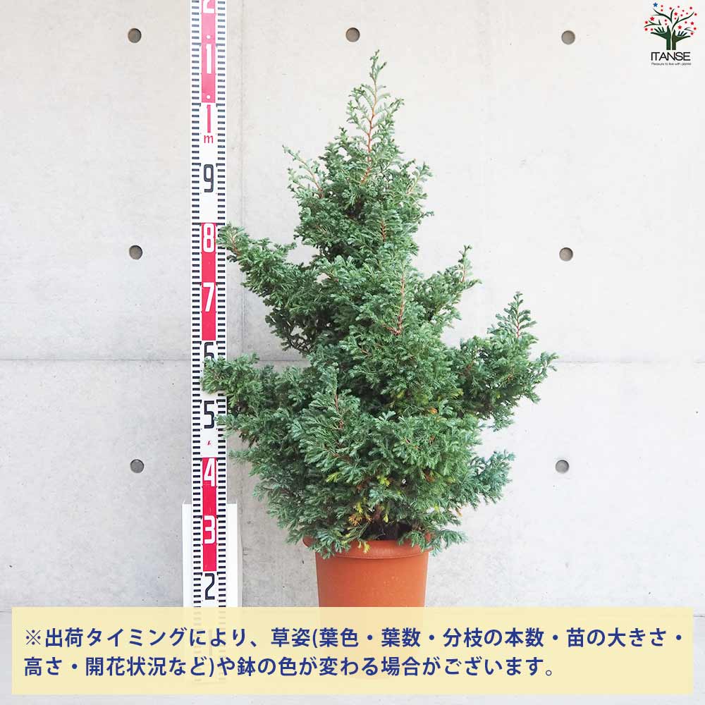 健康的なコニファー 苗木 楽天市場】コニファー 苗 【グリーンコーン （直立性）】 約0.5m