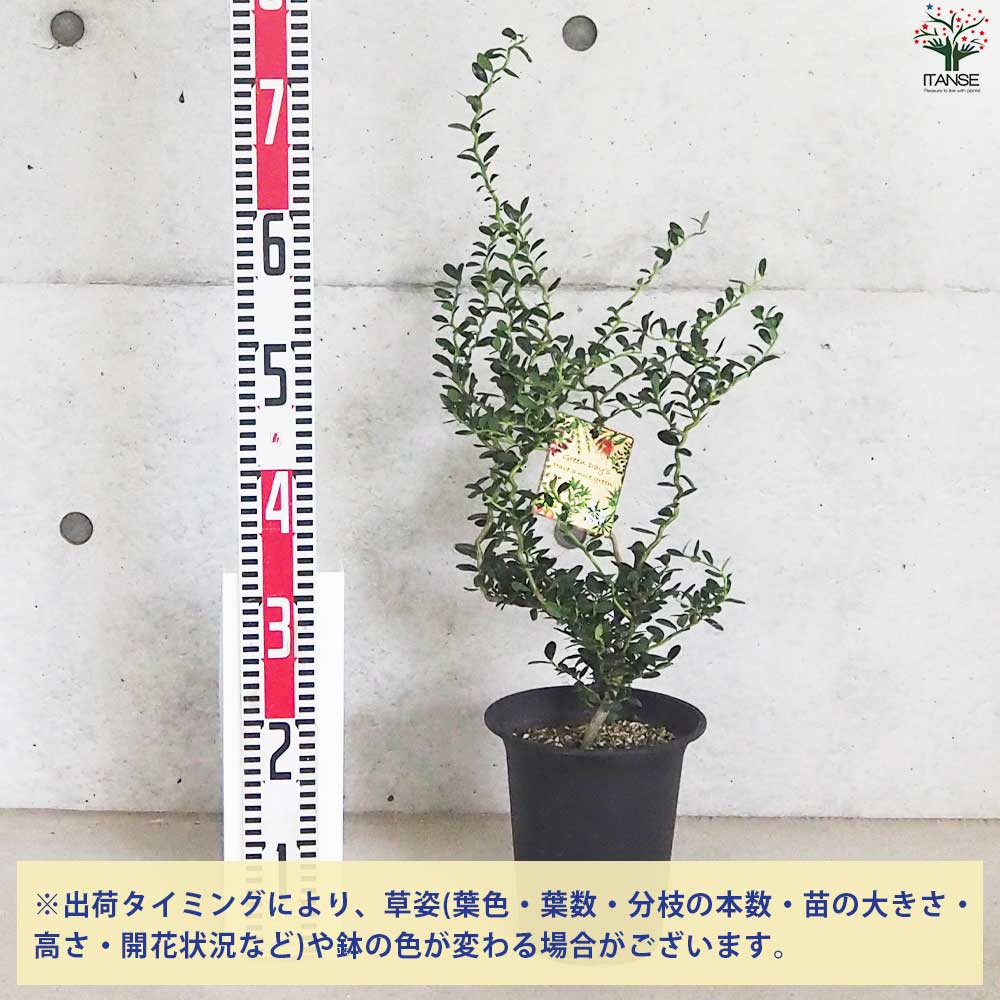 【現品】雲竜ツゲ/スパイラルドラゴン 5号（6）Ilex crenata