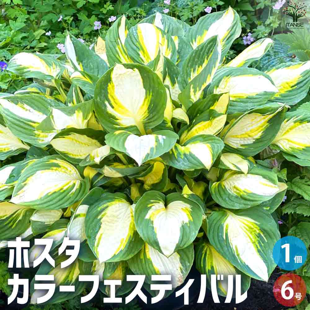 ホスタ カラーフェスティバル 【花苗 6号鉢／1個売り】