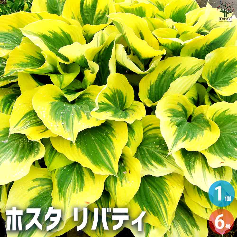 ホスタ リバティ 【花苗 6号鉢／1個売り】