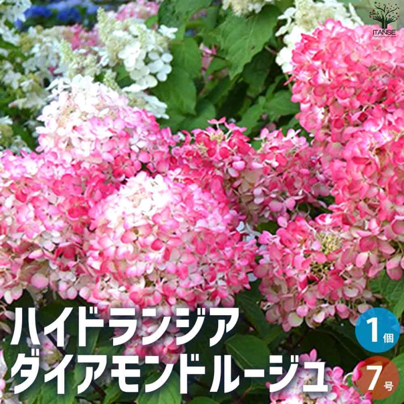 アジサイ／ハイドランジア｜【植物のITANSE】全品送料無料