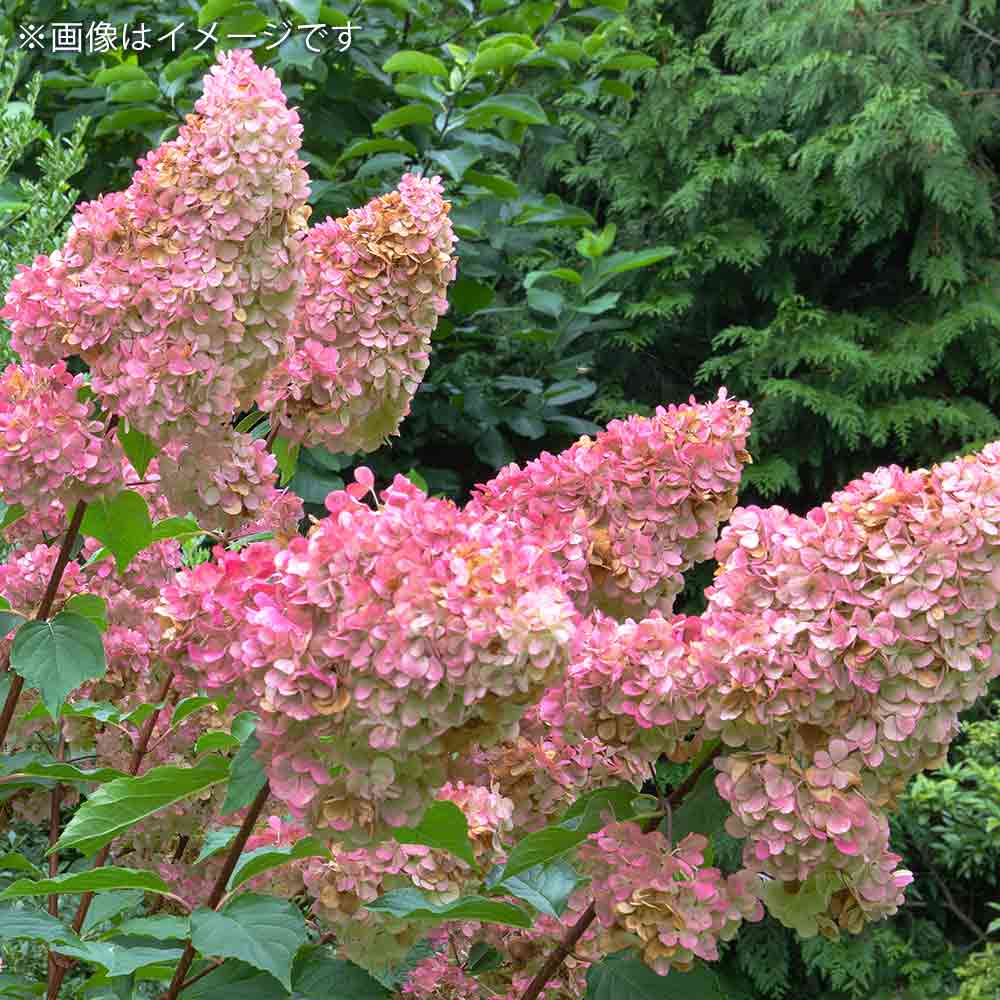 ハイドランジア ピンキーウィンキー 【庭木 7号鉢／1個売り】｜ 【植物