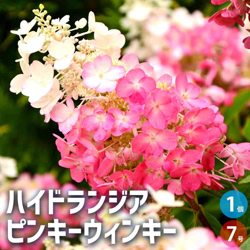 ピンキーページ hqdefault.jpg