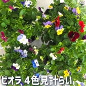 ビオラ 4色mix 2個〜【花苗 12cmポット】|花苗