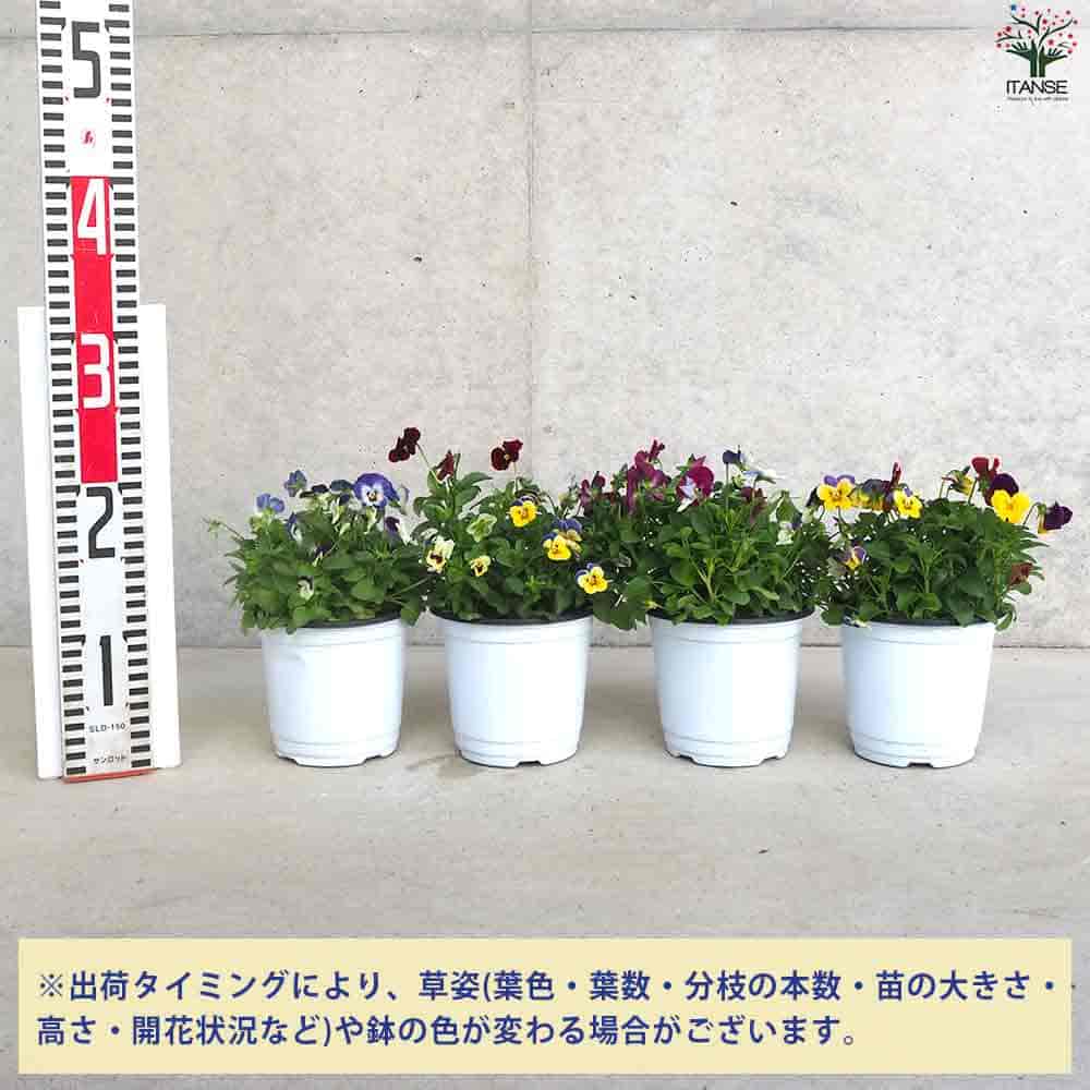 ビオラ 4色mix 2個～【花苗 12cmポット】｜ 【植物のITANSE
