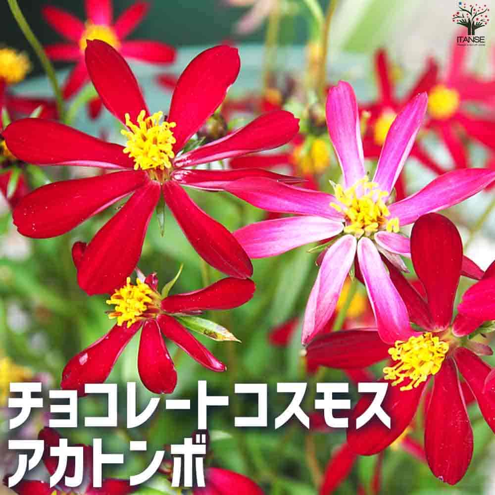 チョコレートコスモス アカトンボ(TANI) 【花苗 3号ポット】