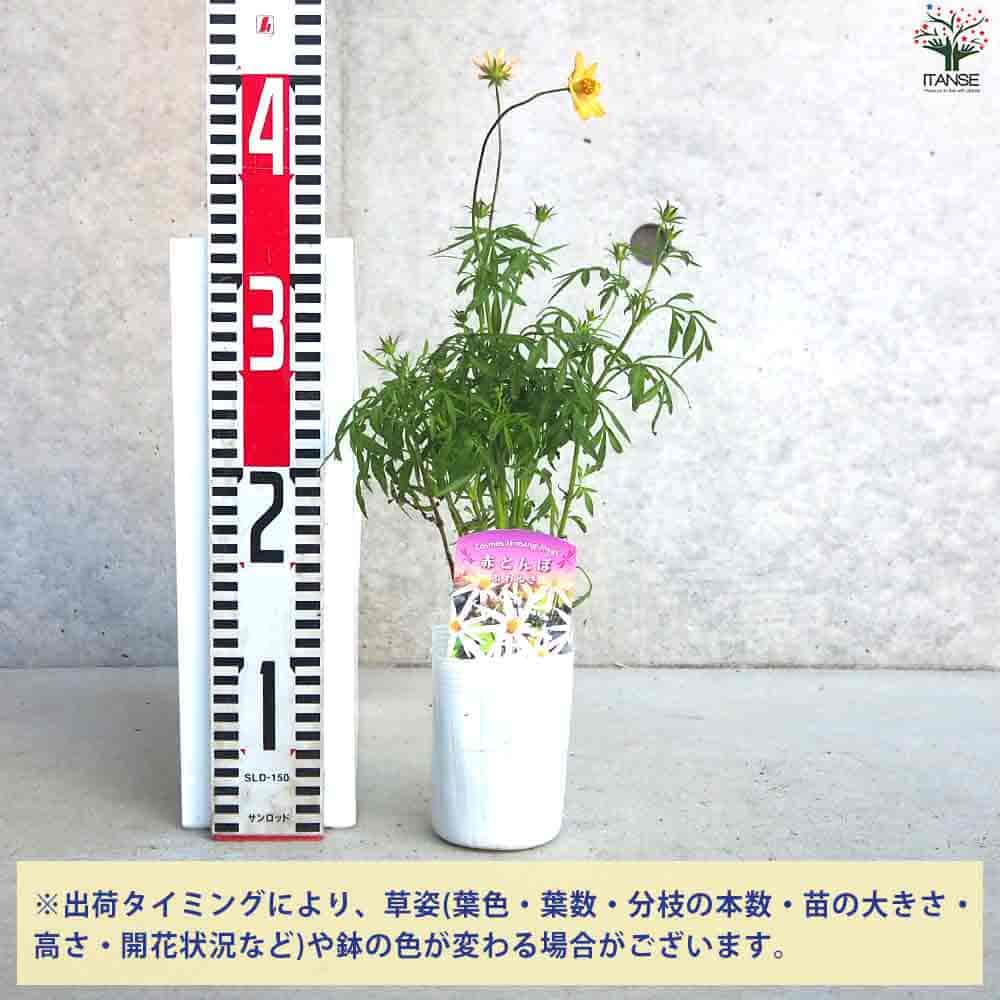 追加商品画像