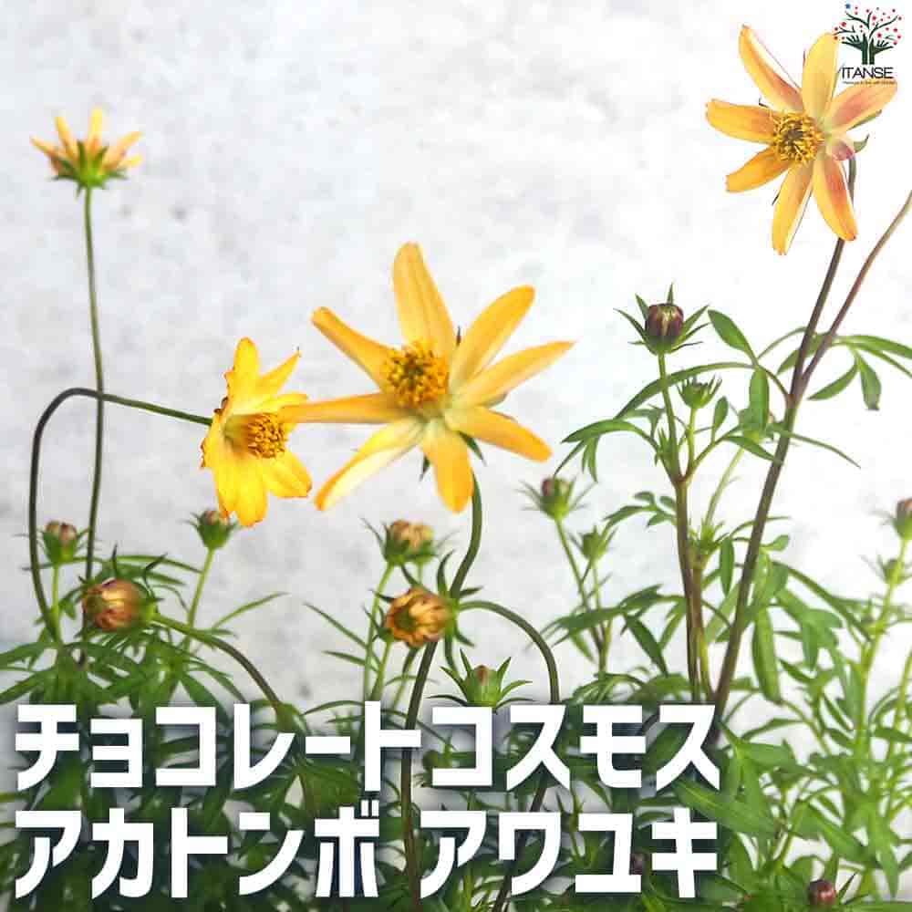 チョコレートコスモス アワユキ 【花苗 3号ポット】