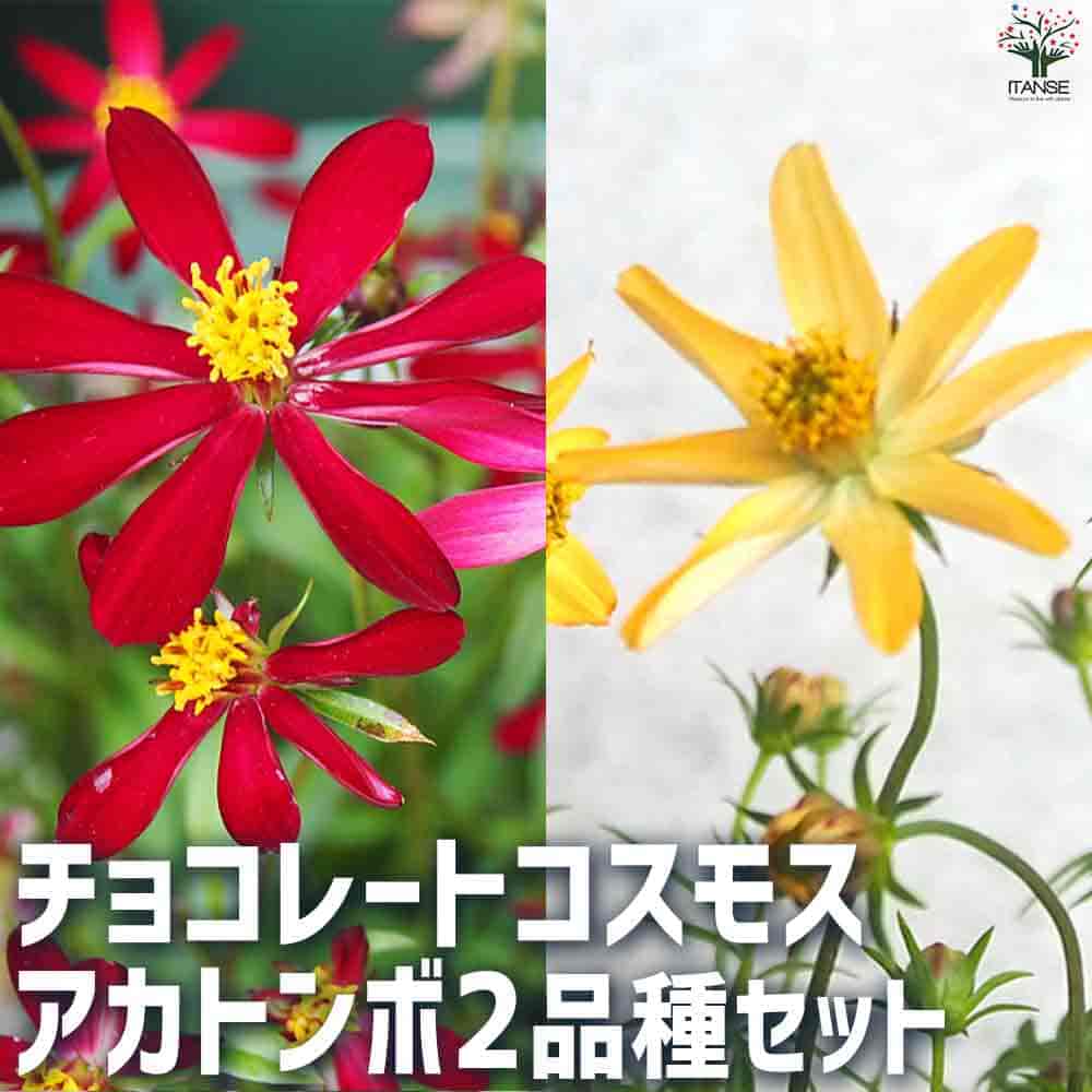 チョコレートコスモス 3号2品種 【花苗 3号ポット】