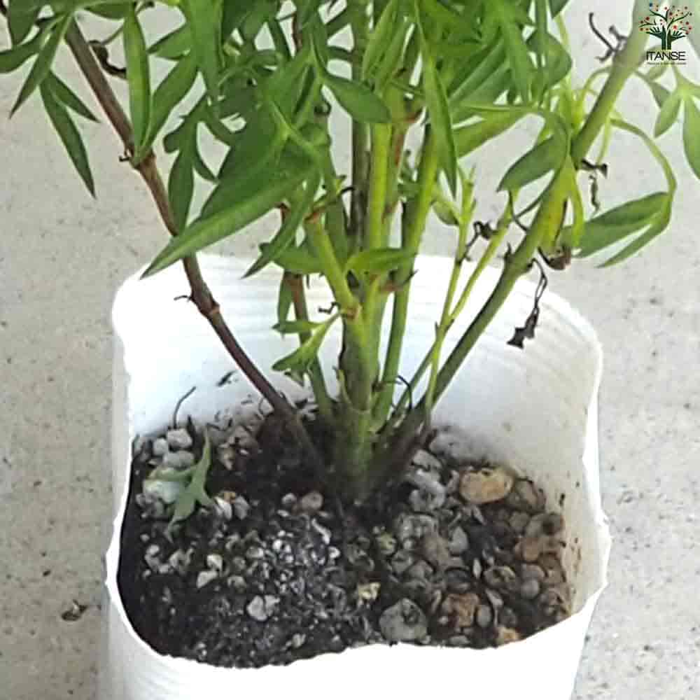 チョコレートコスモス 挿し穂 20cm 3本 似つかわしく