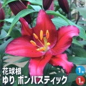 球根 ゆり・ボンバスティック 【花苗 3球／1個売り】|球根類