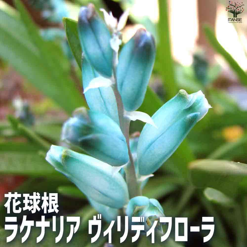 花球根 ラケナリア・ヴィリディフローラ 【花苗 3球】