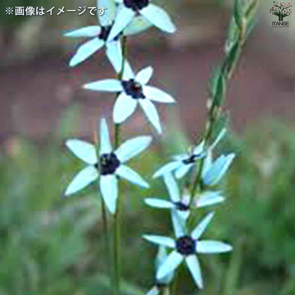 球根 イキシア・ヴィリディフローラ 【花苗 3球】｜ 【植物の