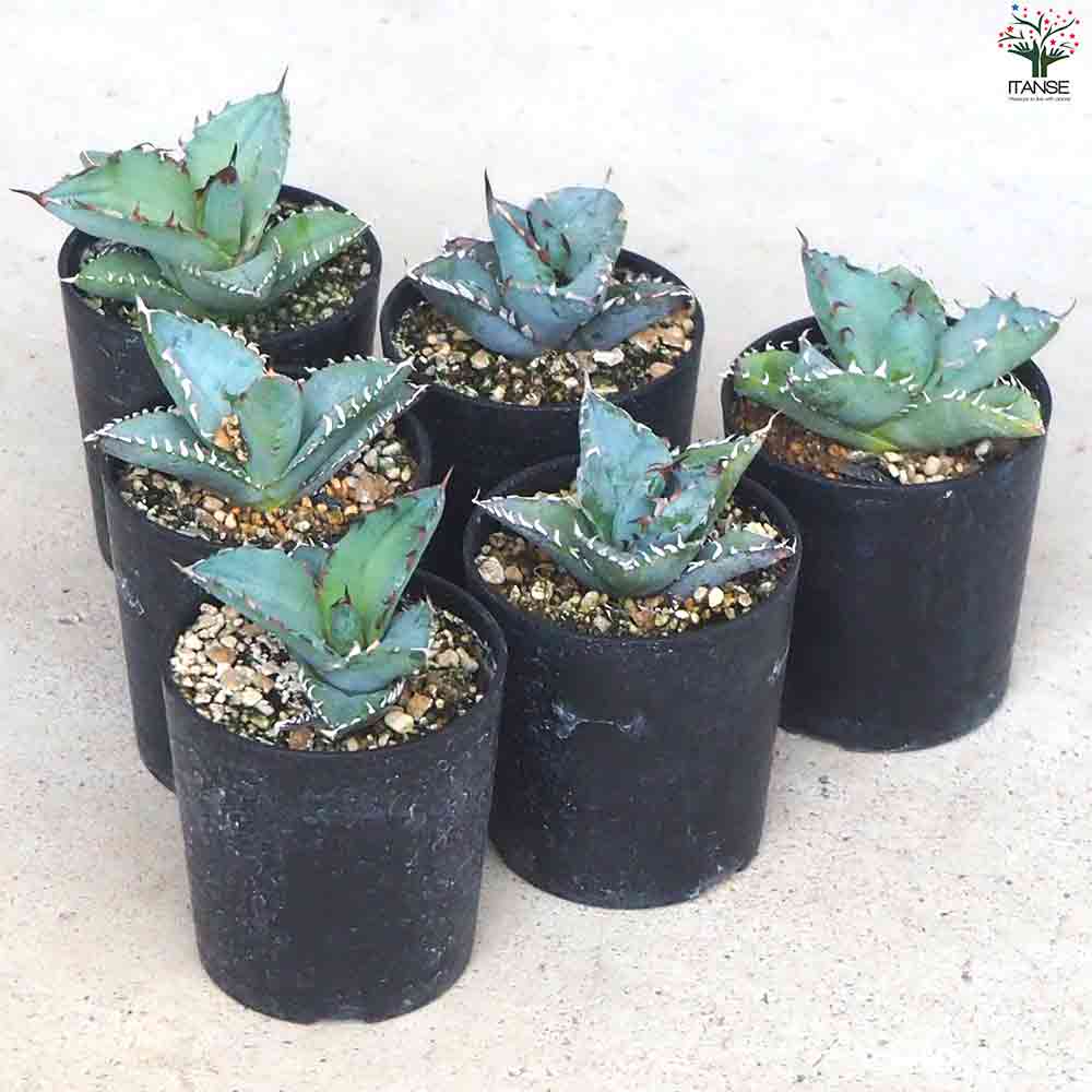 アガベ チタノタブルー 【多肉植物 2.5号鉢／1個売り】｜ 【植物の