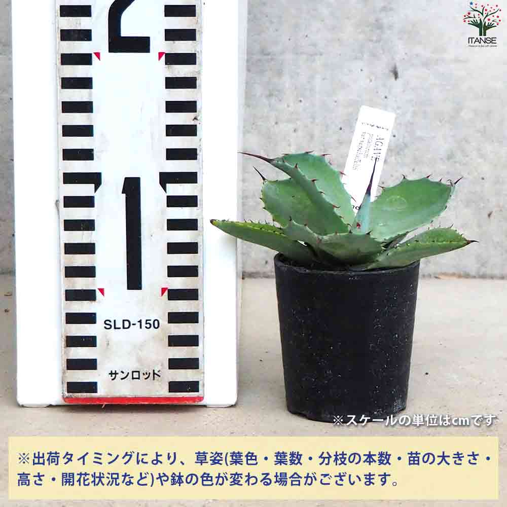 アガベ ベルシャフェルティ怒雷神 【多肉植物 2.5号鉢／1個売り