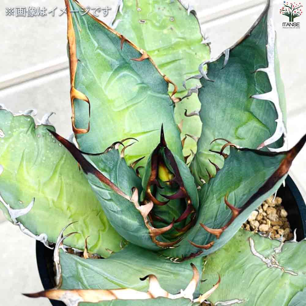 アガベ オテロイ 【多肉植物 2.5号鉢／1個売り】｜ 【植物の