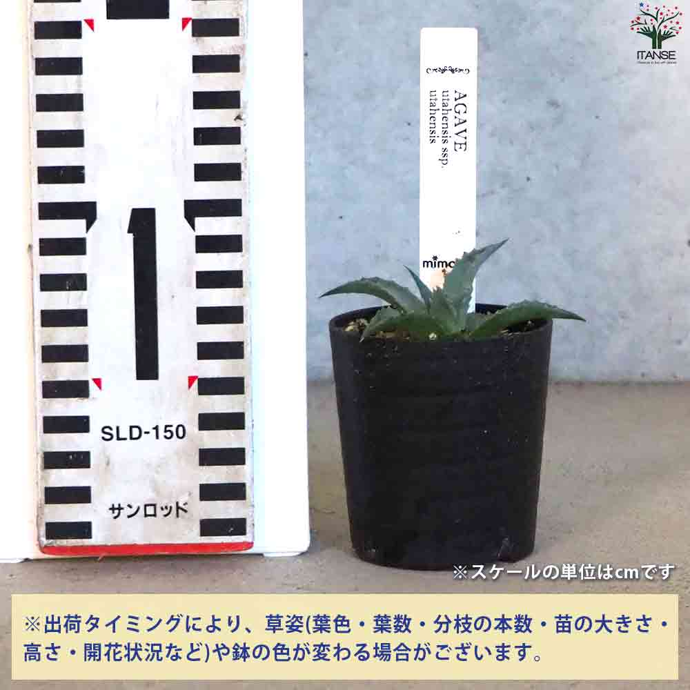 アガベ ユタエンシス 【多肉植物 2.5号鉢／1個売り】｜ 【植物の