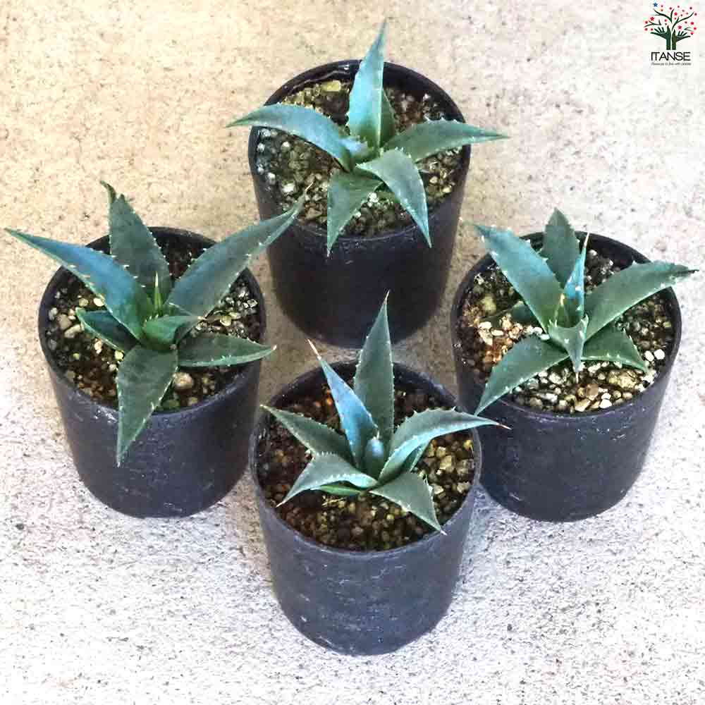アガベ ユタエンシス 【多肉植物 2.5号鉢／1個売り】｜ 【植物の