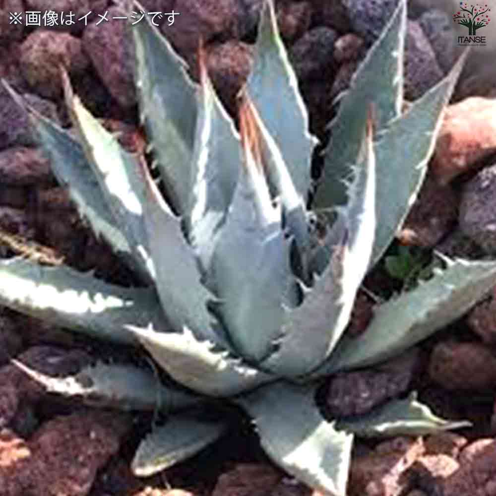 アガベ ユタエンシス 【多肉植物 2.5号鉢／1個売り】｜ 【植物の