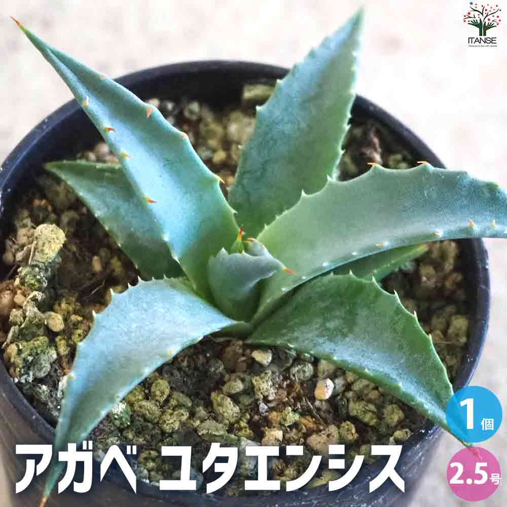 アガベ ユタエンシス 【多肉植物 2.5号鉢／1個売り】｜ 【植物の