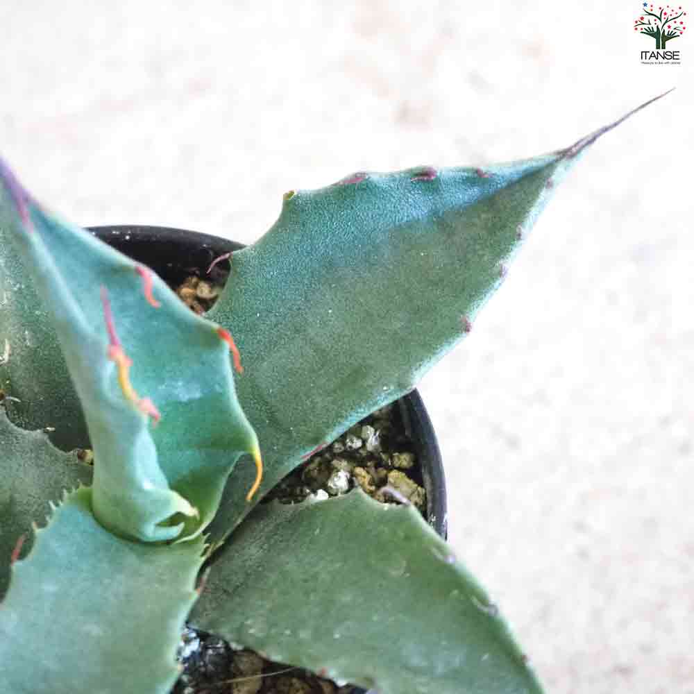 アガベ モンタナ 【多肉植物 2.5号鉢／1個売り】｜ 【植物の
