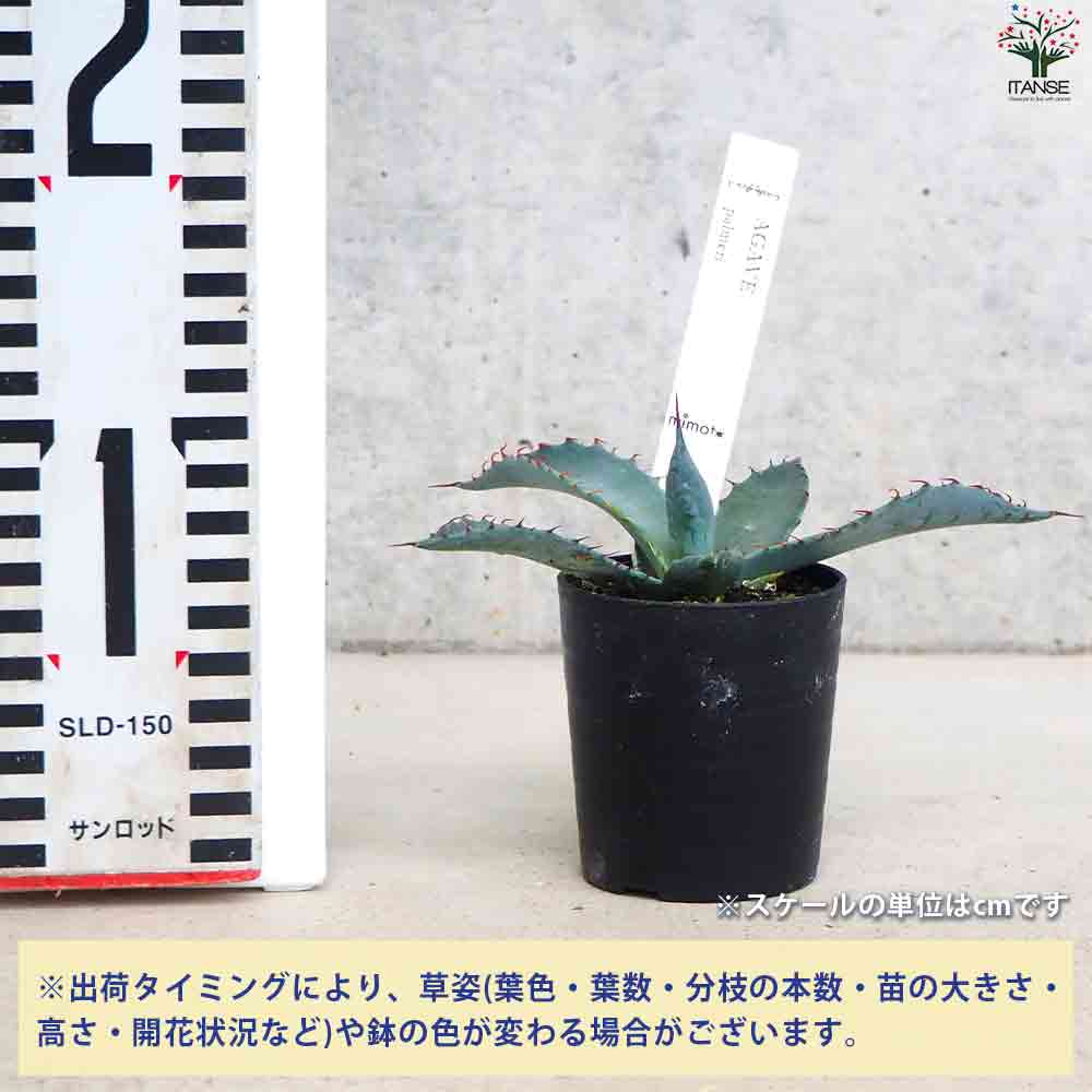 アガベ パルメリー 【多肉植物 2.5号鉢／1個売り】｜ 【植物の