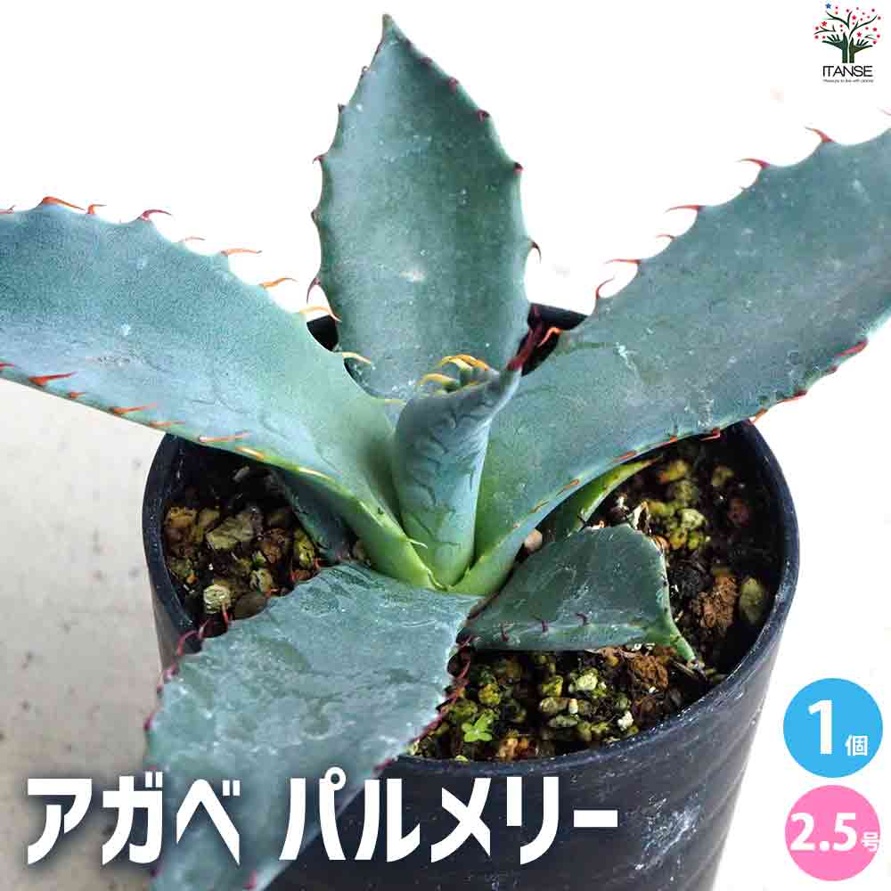 アガベ パルメリー 【多肉植物 2.5号鉢／1個売り】｜ 【植物の