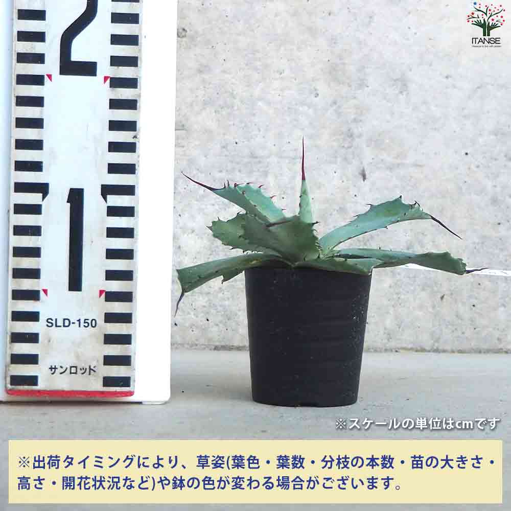 アガベ ポタトラム 【多肉植物 2.5号鉢／1個売り】｜ 【植物の