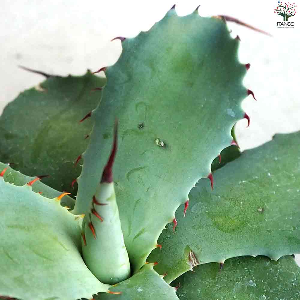 アガベ ポタトラム 【多肉植物 2.5号鉢／1個売り】｜ 【植物の