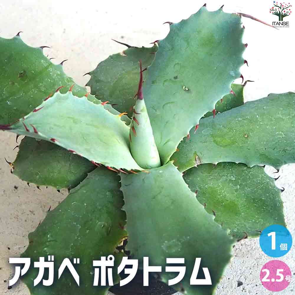 アガベ ポタトラム 【多肉植物 2.5号鉢／1個売り】｜ 【植物の