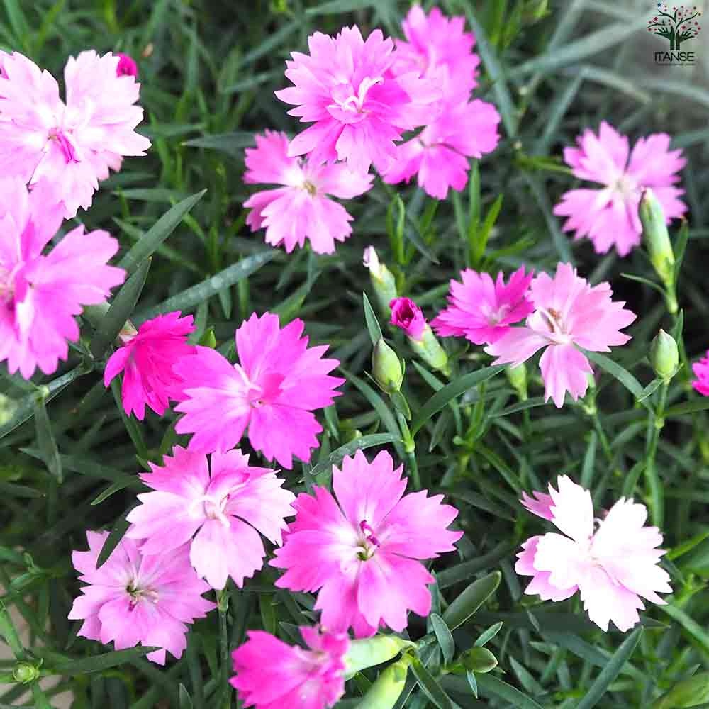 ダイアンサス さくらマーブル 2個～【花苗 9cmポット】｜ 【植物の