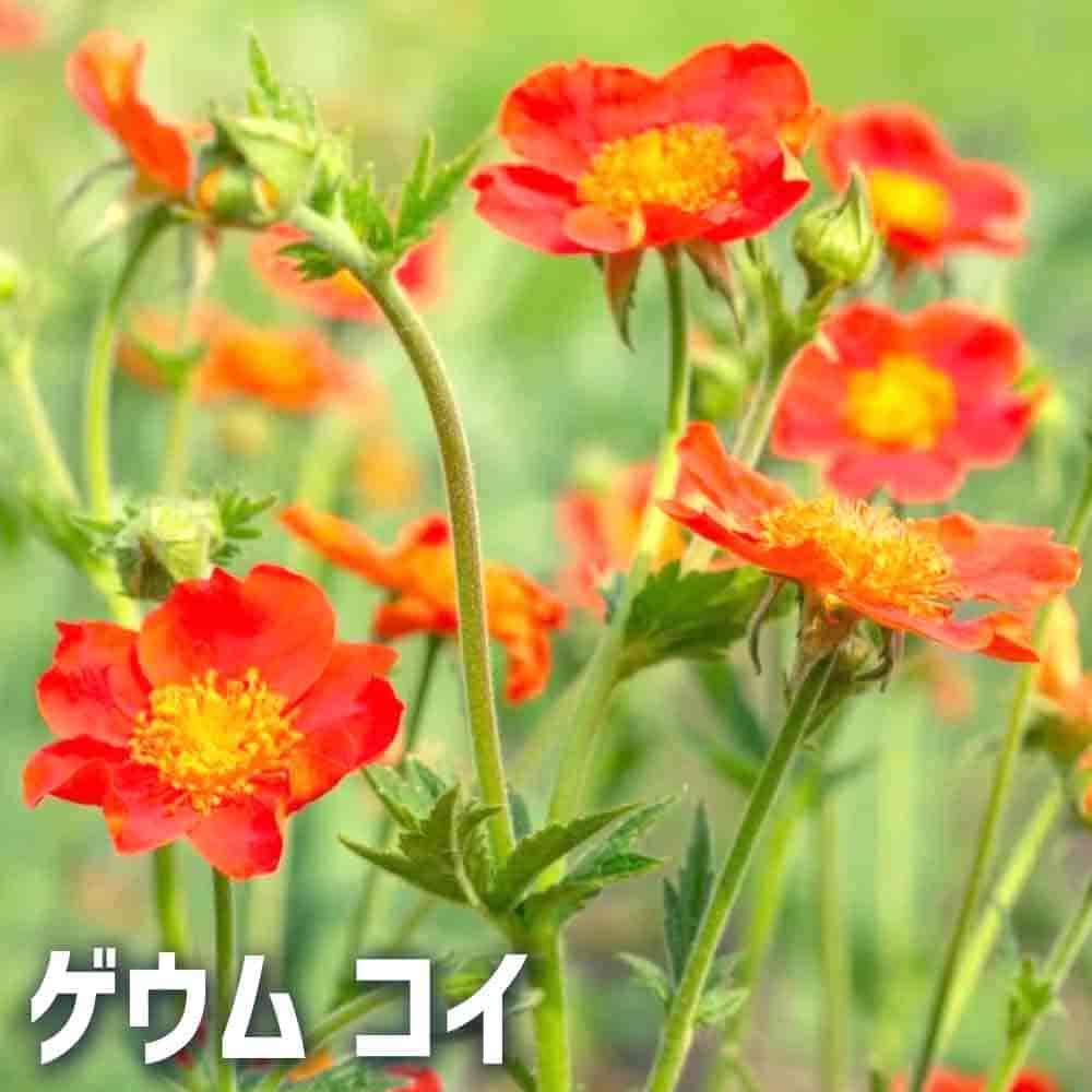 ゲウム コイ 【花苗 3.5cmポット】