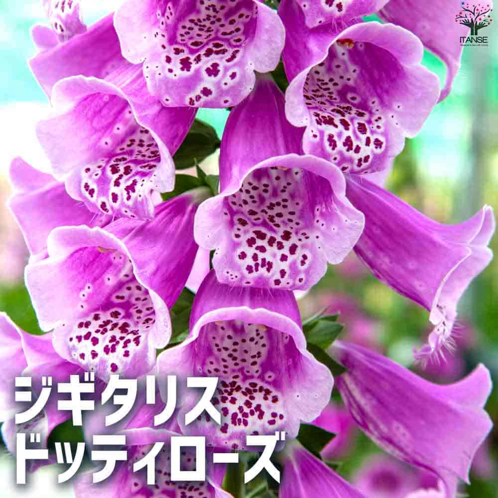 ジギタリス ドッティローズ 【花苗 3.5cmポット】