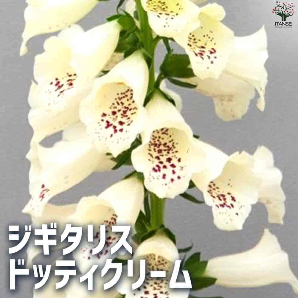 ジギタリス ドッティクリーム 【花苗 3.5cmポット】
