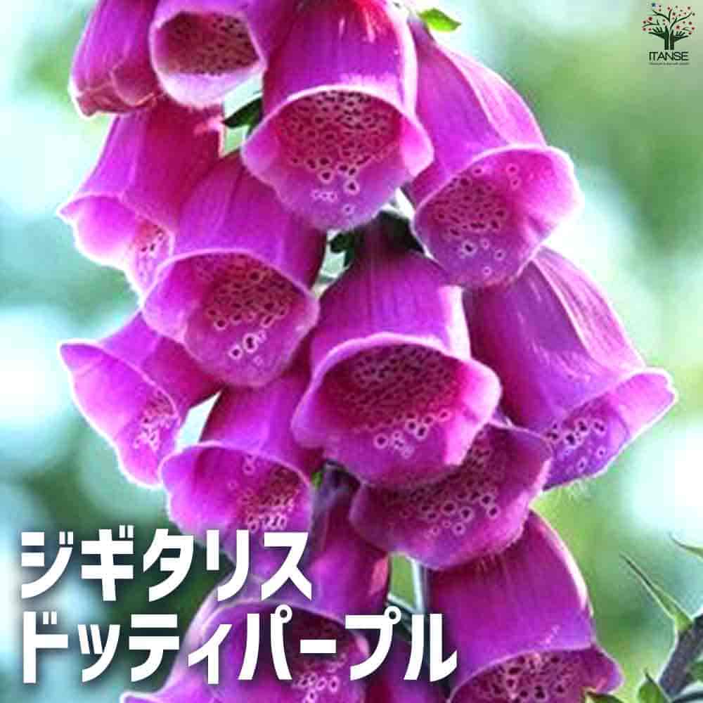 ジギタリス ドッティパープル 【花苗 3.5cmポット】