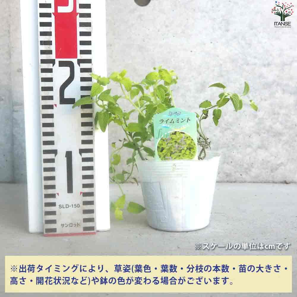 カラミンサ苗 カラミンサ3～3.5号ポット2株セット の通販 | 園芸ネット