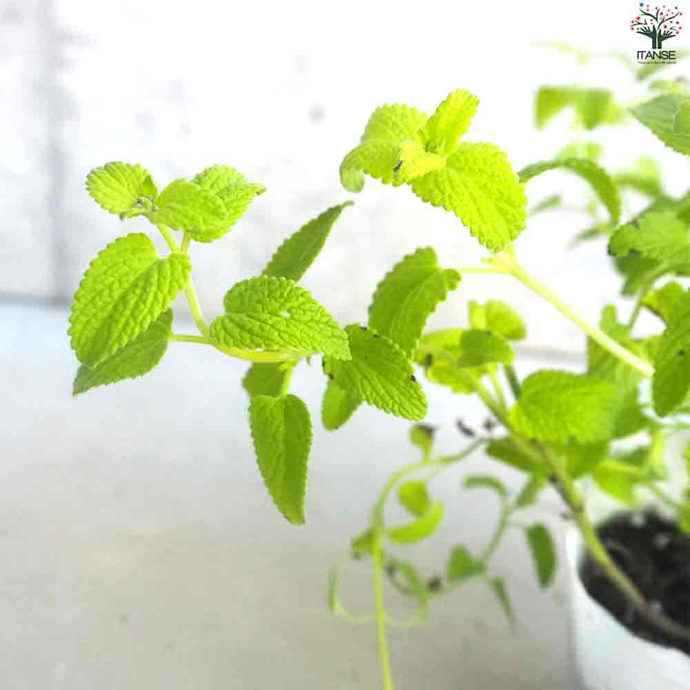 カラミンサ ネペタ ライムミント 【花苗 3.5cmポット】｜ 【植物の