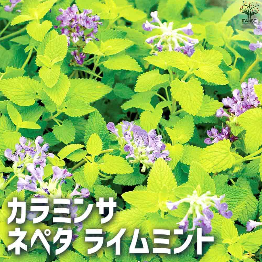 カラミンサ苗 カラミンサ苗2鉢セット | 自然生活