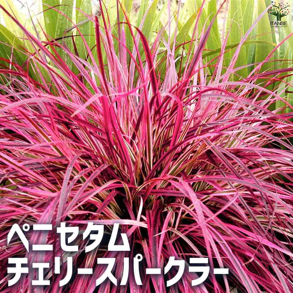 ペニセタム チェリースパークラー 【花苗 3.5cmポット】｜ 【植物の