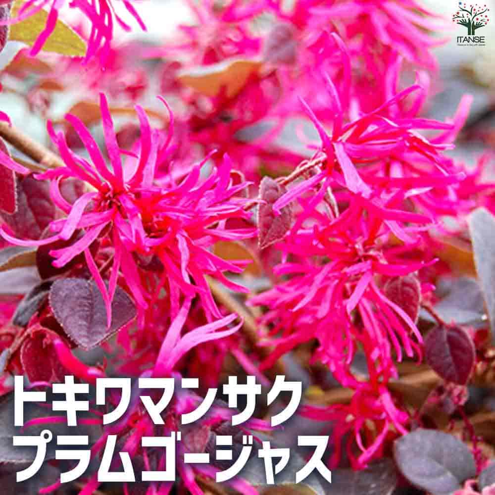 トキワマンサク プラムゴージャス 【花苗 5号ポット】