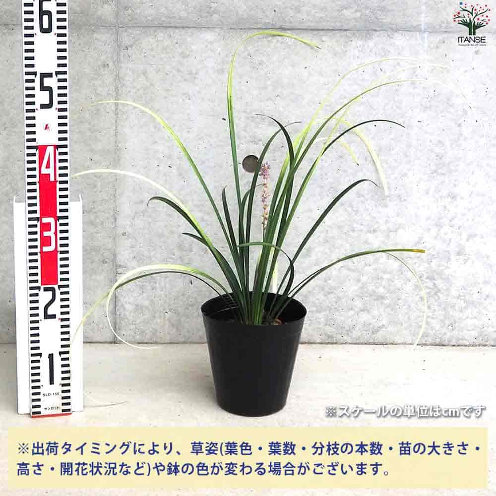 ヤブラン ピュアブロンド 【花苗 5号ポット】｜ 【植物のITANSE