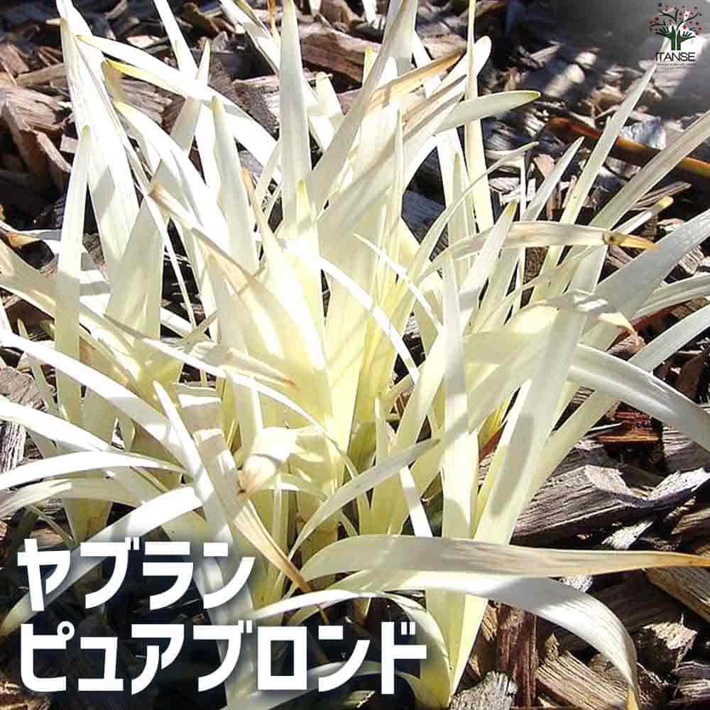 ヤブラン ピュアブロンド 【花苗 5号ポット】