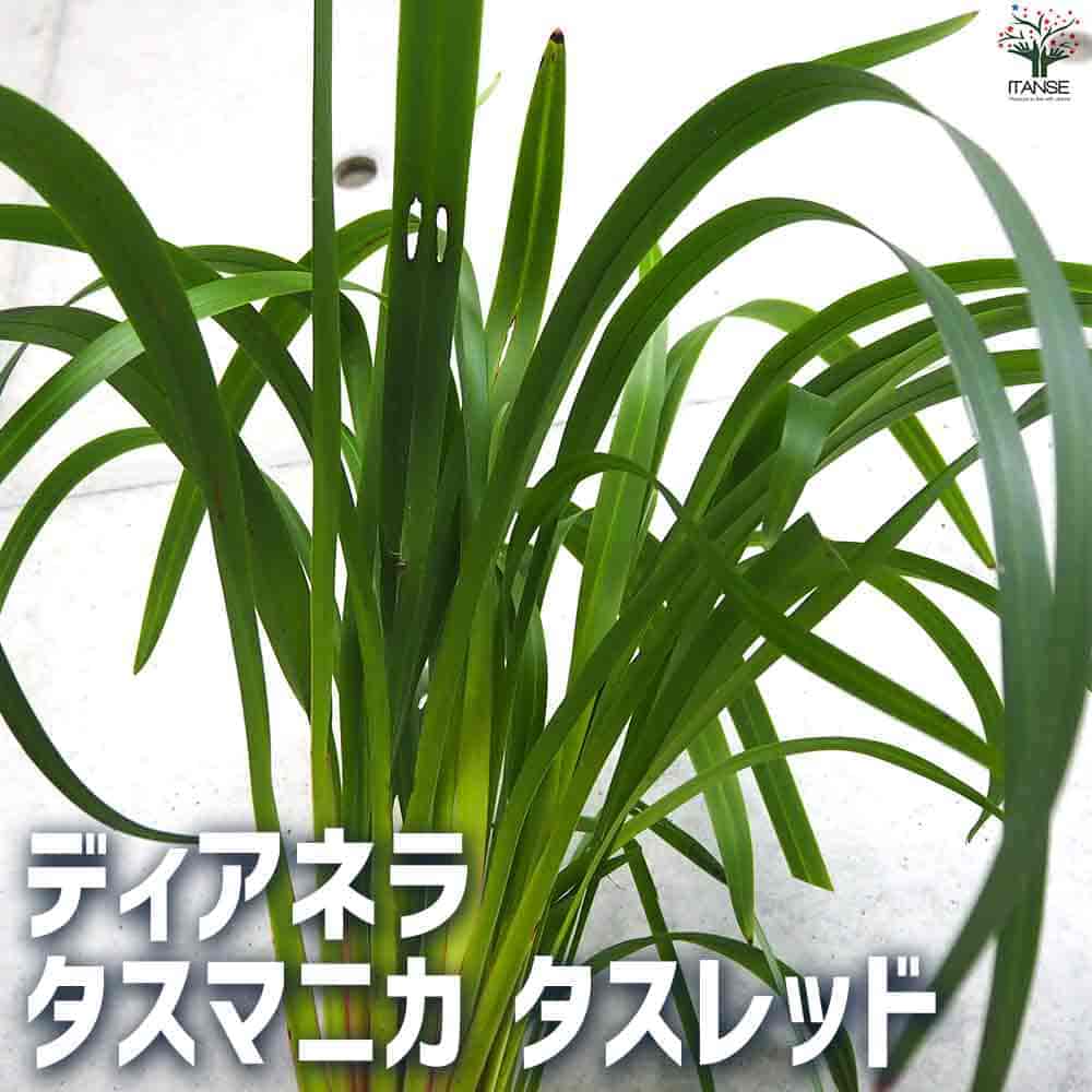 ディアネラ タスマニカ タスレッド 【花苗 5号ポット】